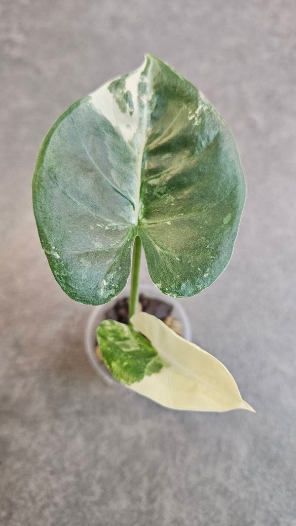 Alocasia Macrorrhiza Albo Variegata