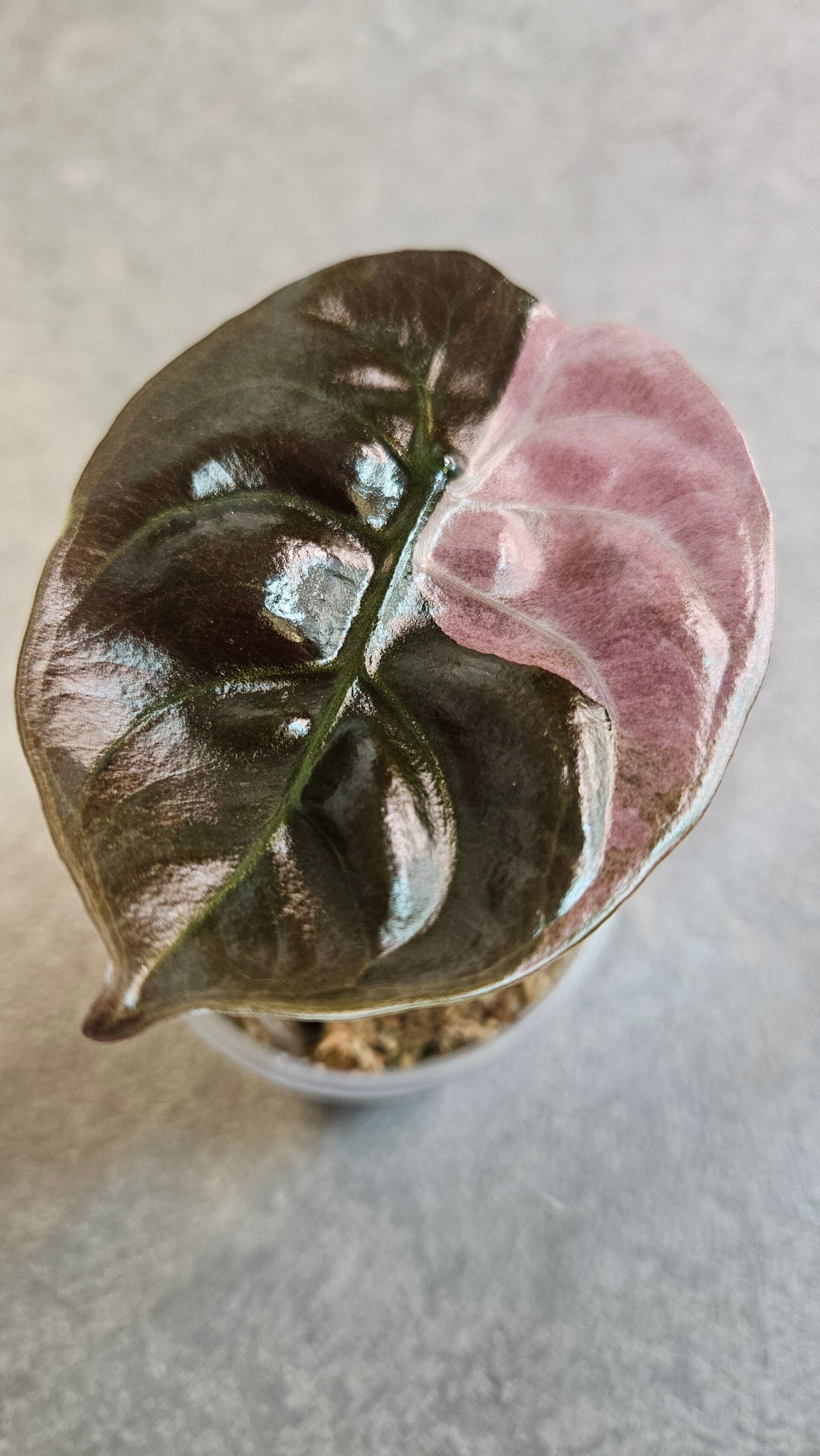 Alocasia Cuprea Pink Variegata (ntk)