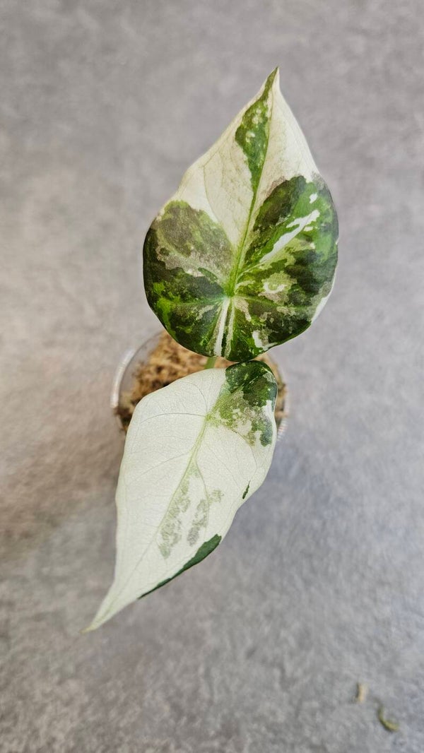 Alocasia Regal Shield Albo Variegata