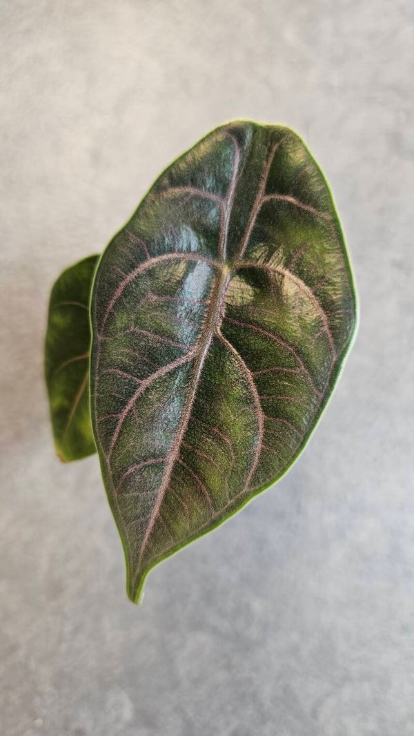 Alocasia Azlanii