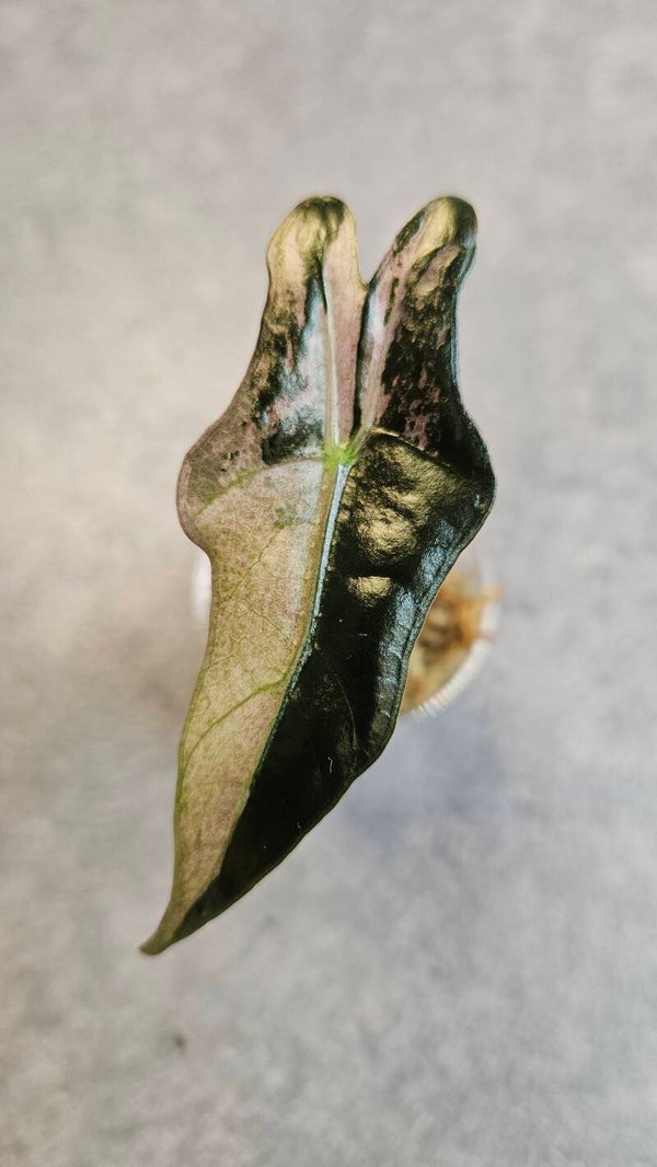 Alocasia Nobilis Pink Variegata