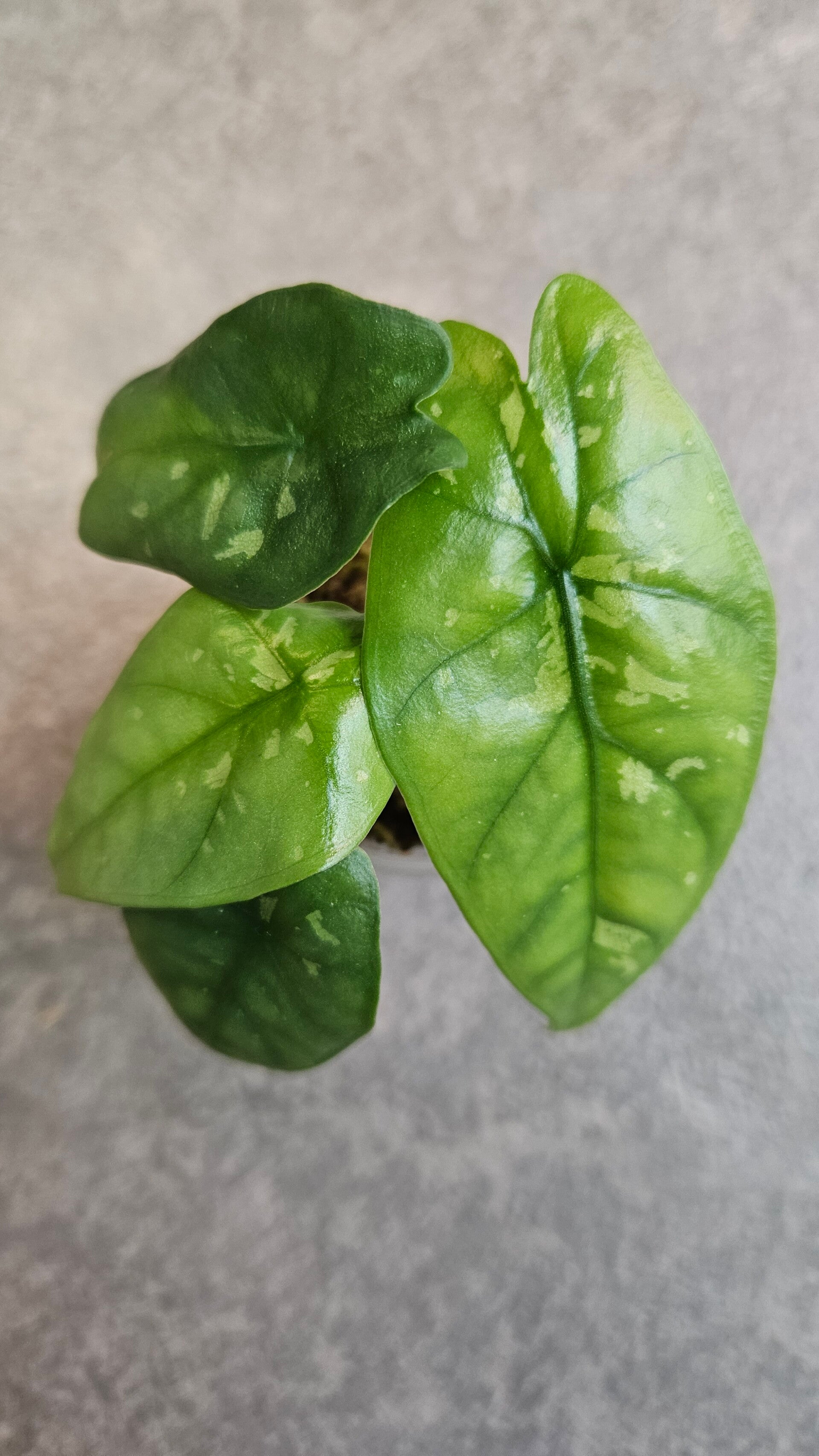 Alocasia Boyceana Shattered Glass