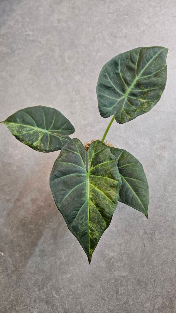 Alocasia Regal Shield Aurea Variegata