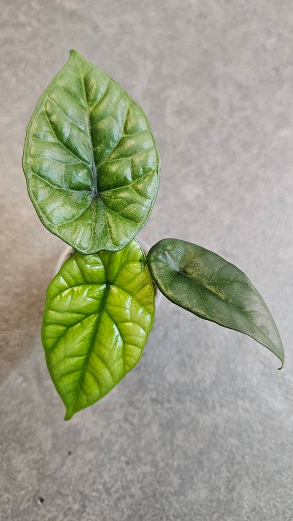 Alocasia Sinuata Variegata