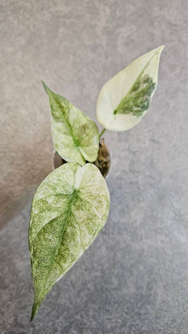 Alocasia Regal Shield Albo Variegata
