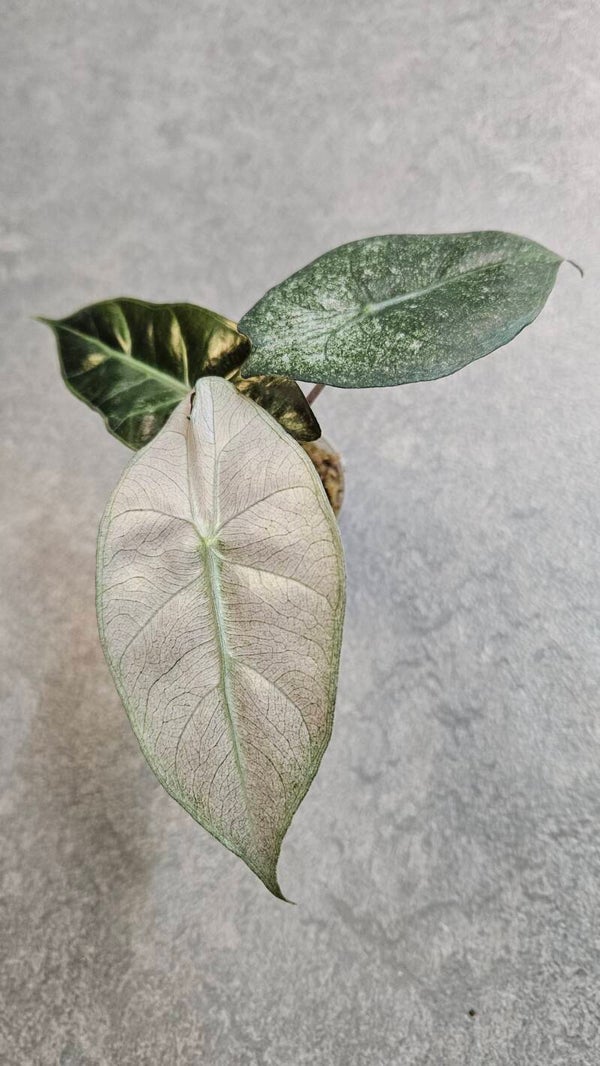 Alocasia Pink Dragon Stardust Variegata