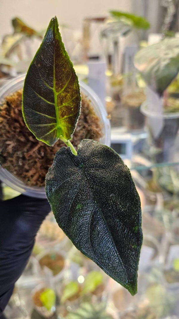 Alocasia Antoro Velvet Variegata