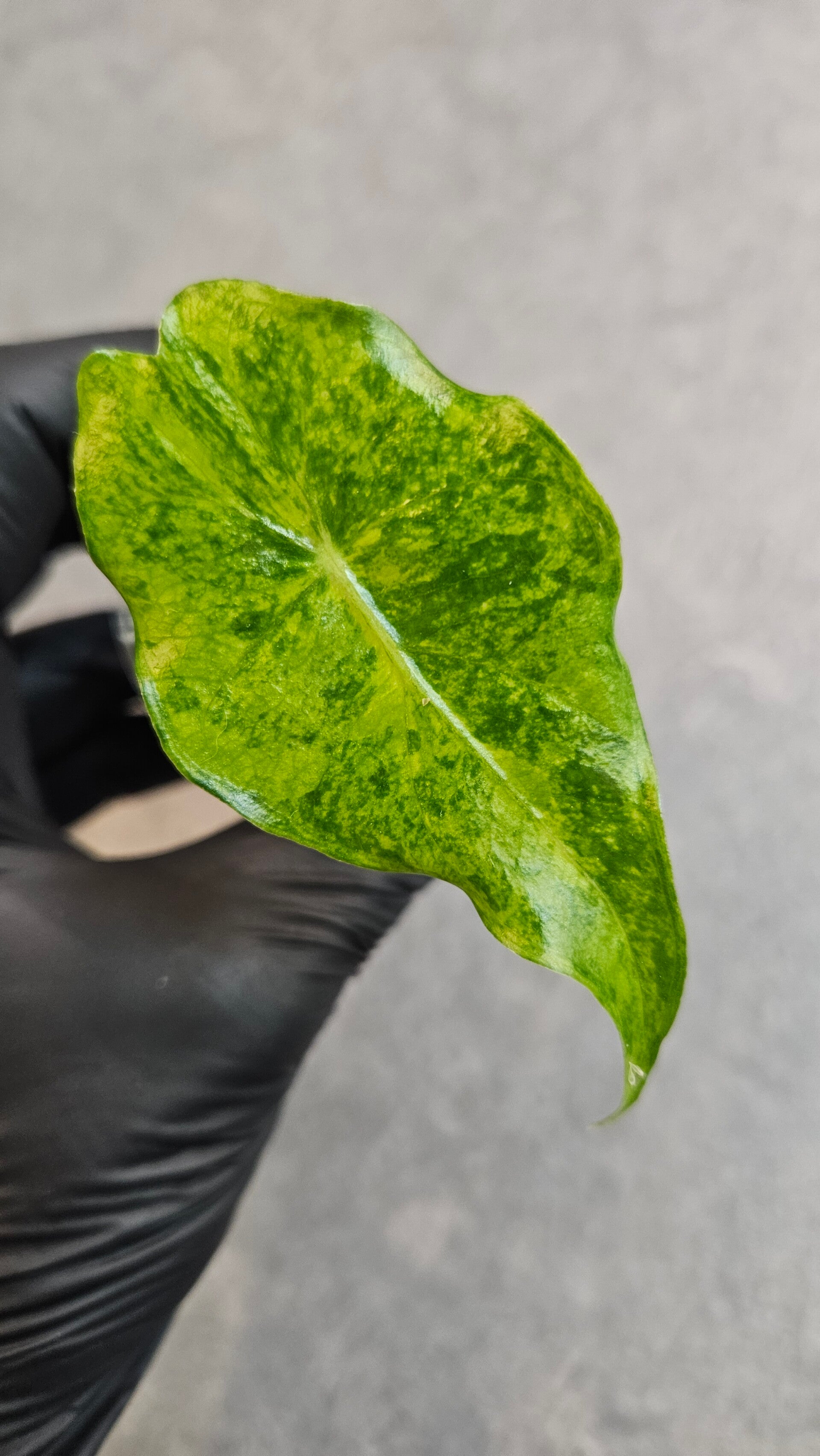 Alocasia Nairobi Nights Multi Variegata