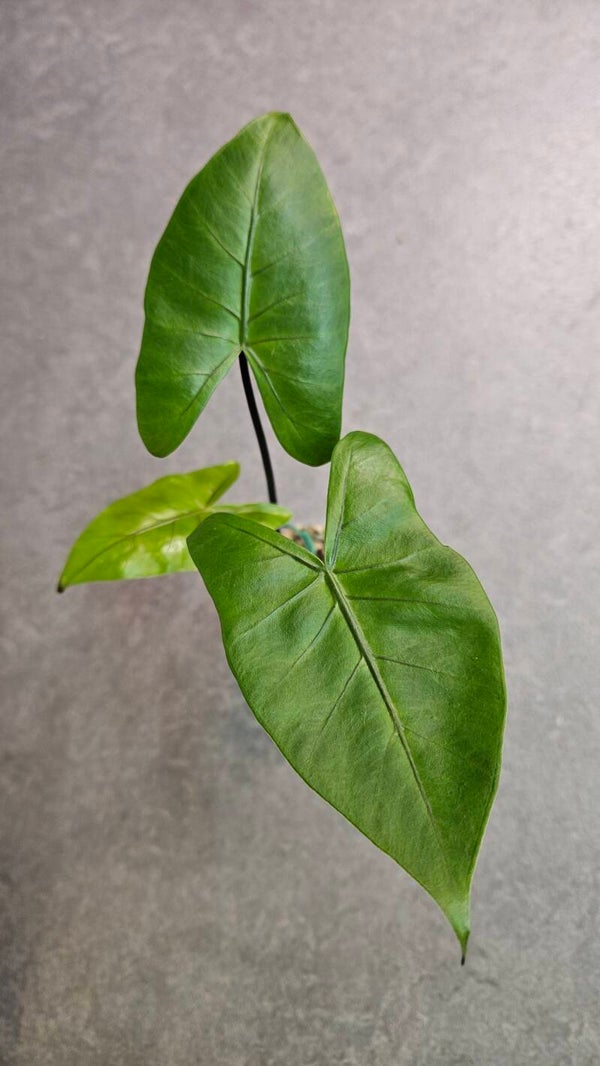 Alocasia Macrorrhiza Black Stem
