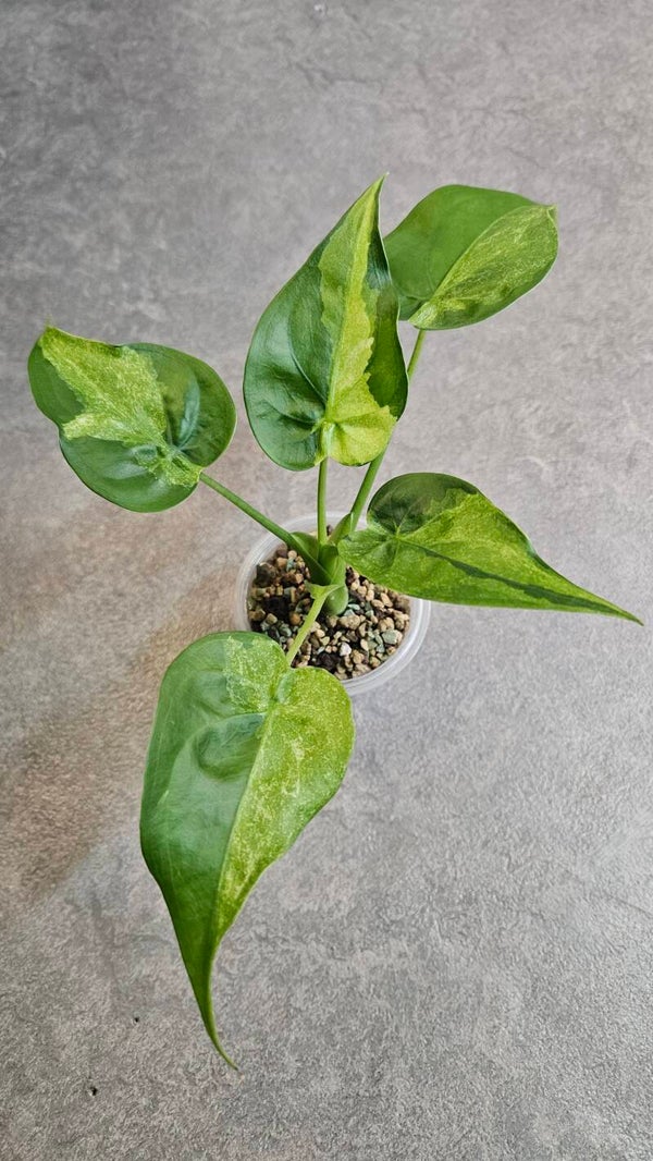 Alocasia Cucullata Aurea/Mint Variegata