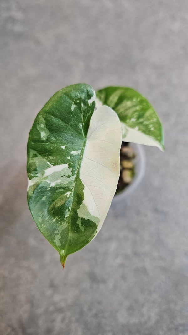 Alocasia Macrorrhiza Albo Variegata