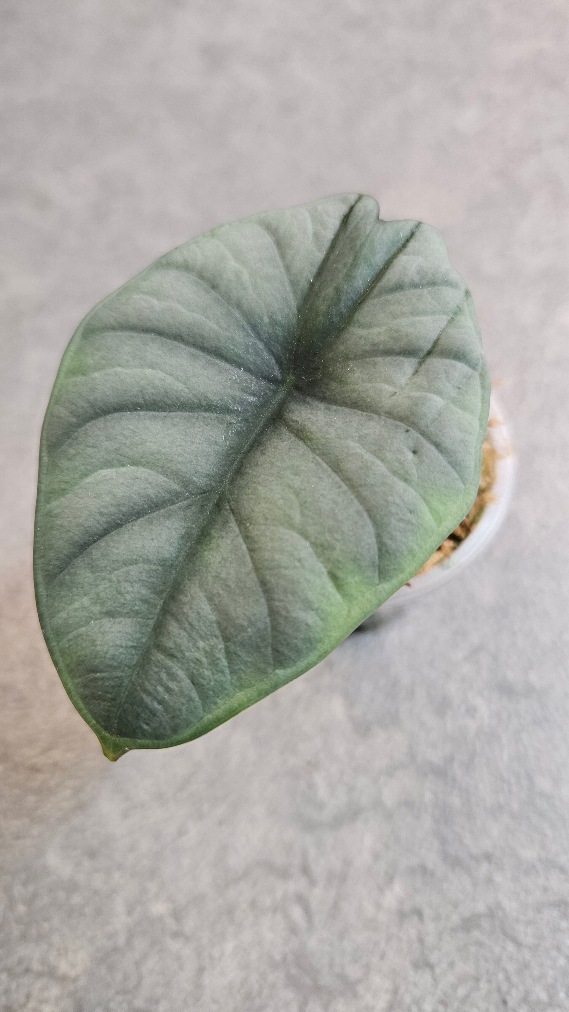 Alocasia Nebula Imperialis