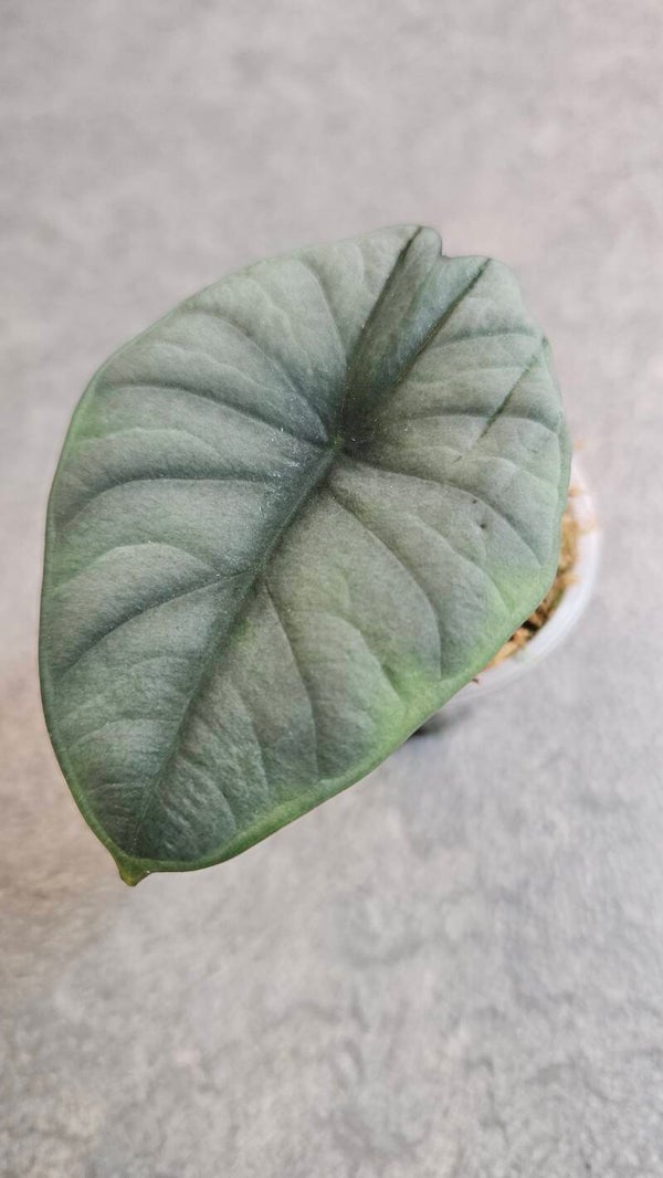 Alocasia Nebula Imperialis