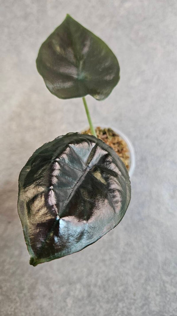 Alocasia Infernalis Kapit black Magic