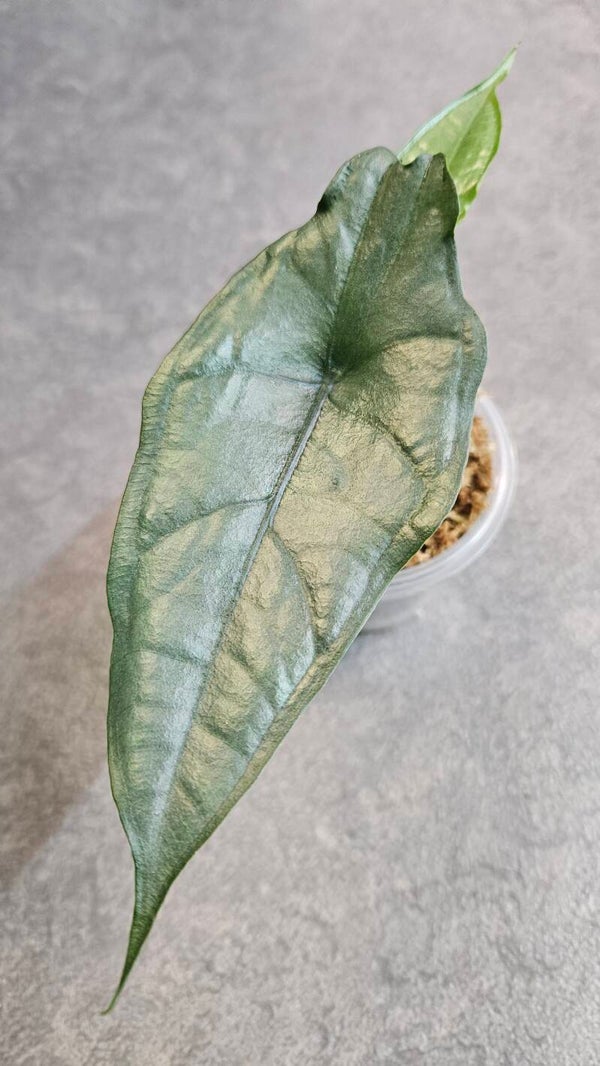 Alocasia Heterophylla Dragon Breath