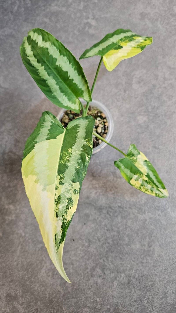 Schismatoglottis Wallichii Variegata
