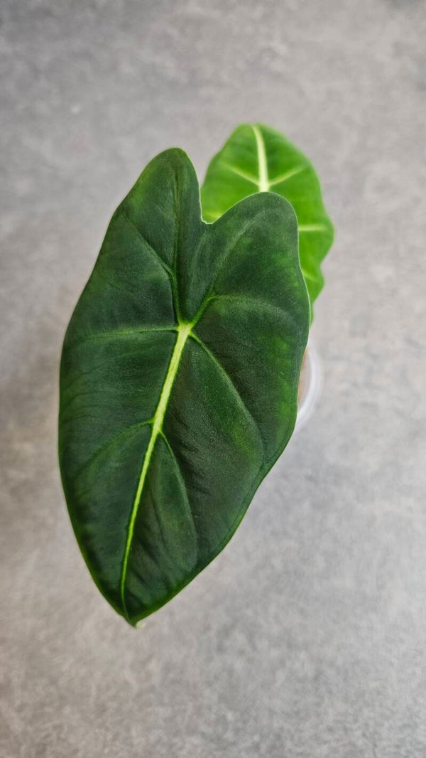 Alocasia Frydek