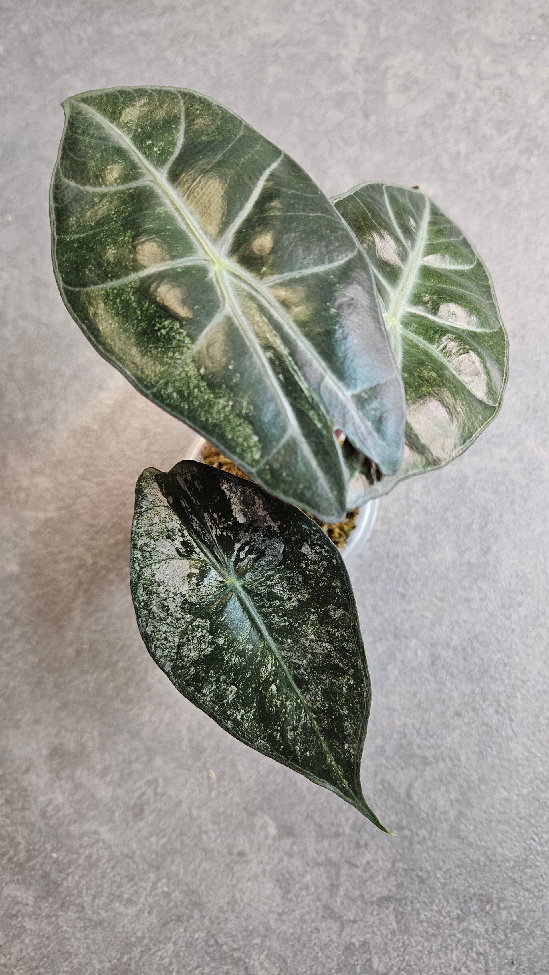 Alocasia Pink Dragon Stardust Variegata