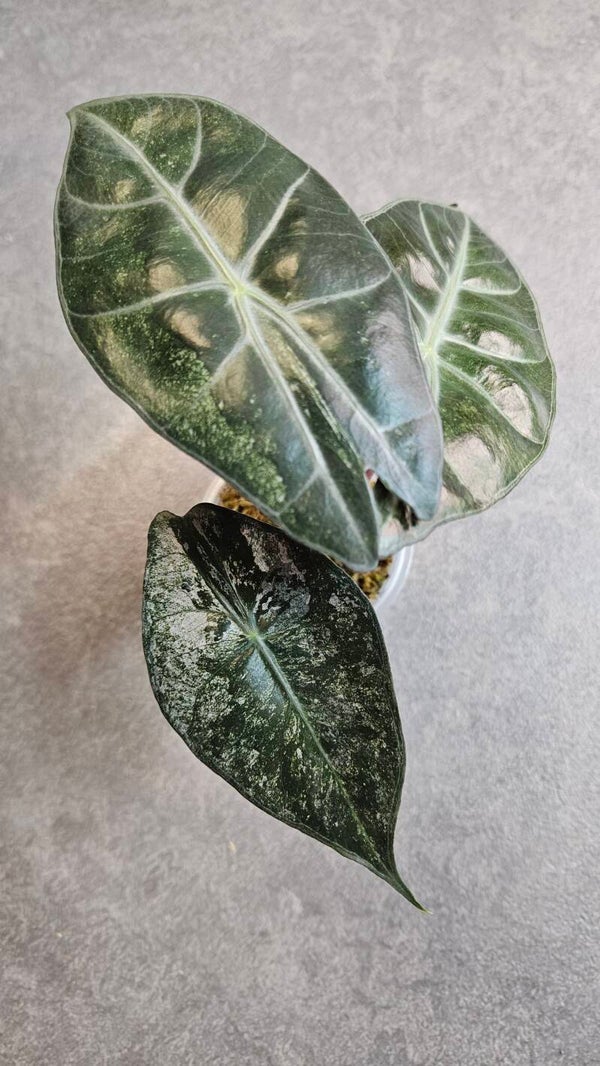 Alocasia Pink Dragon Stardust Variegata