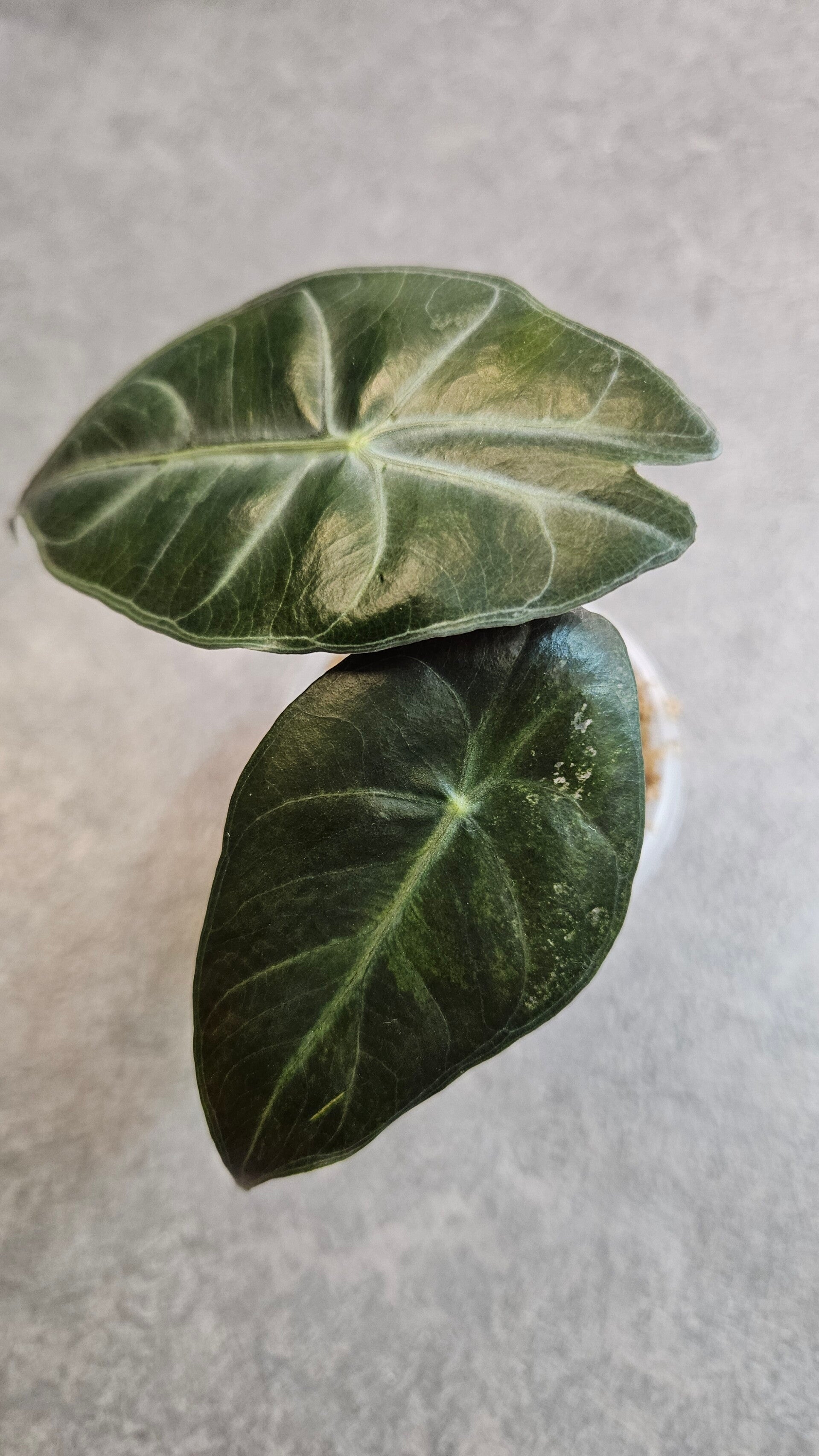 Alocasia Pink Dragon (Stardust Variegata)