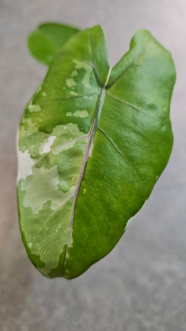 Alocasia Macrorrhiza Black Stem Variegata