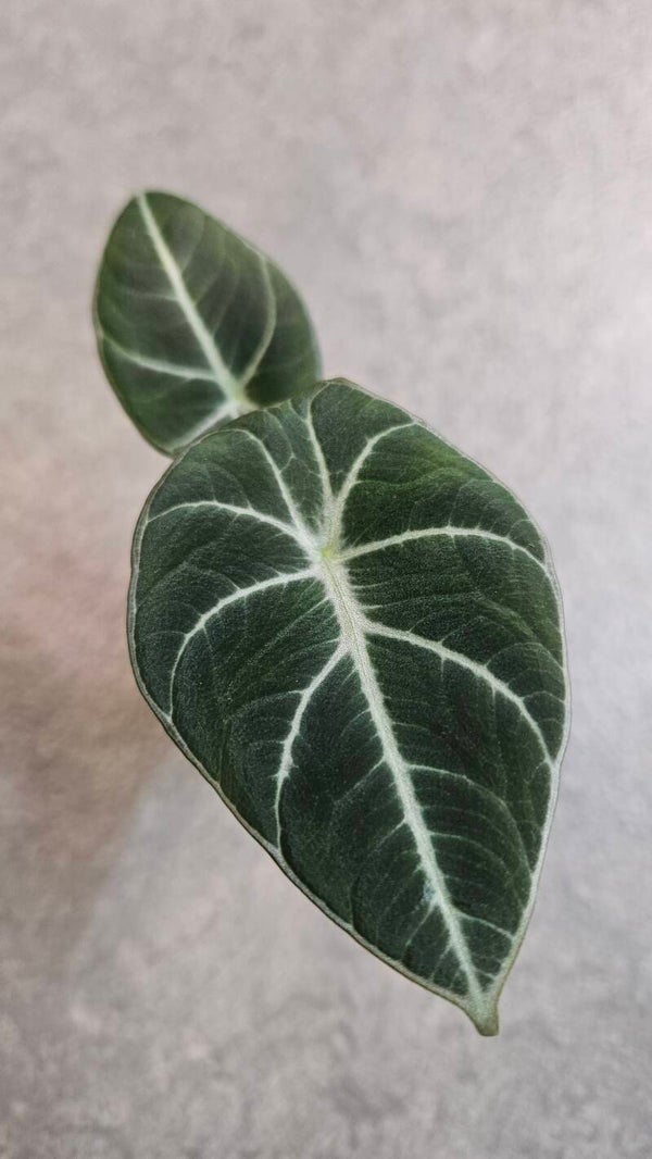 Alocasia Black Velvet