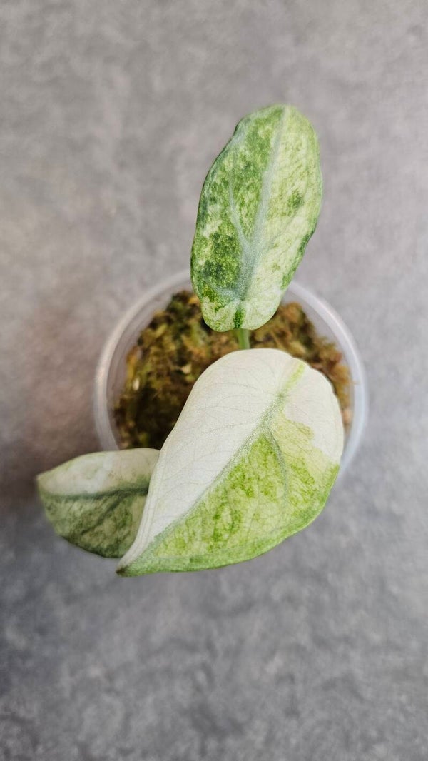 Alocasia Ninja Tricolor Variegata