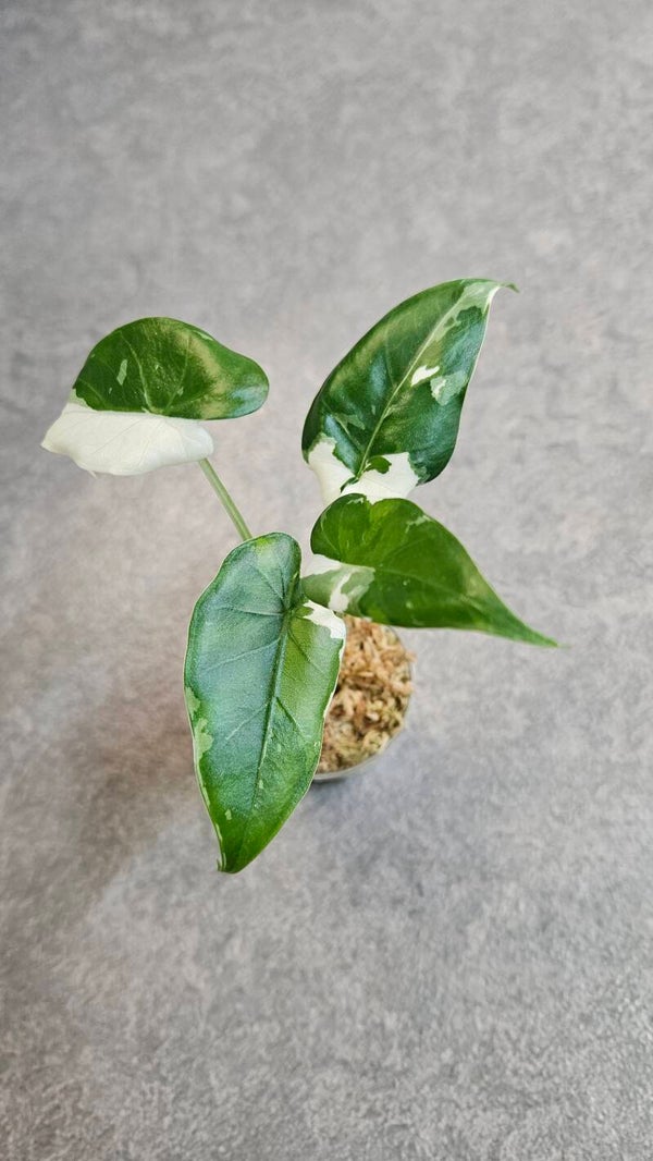 Alocasia Okinawa Silver