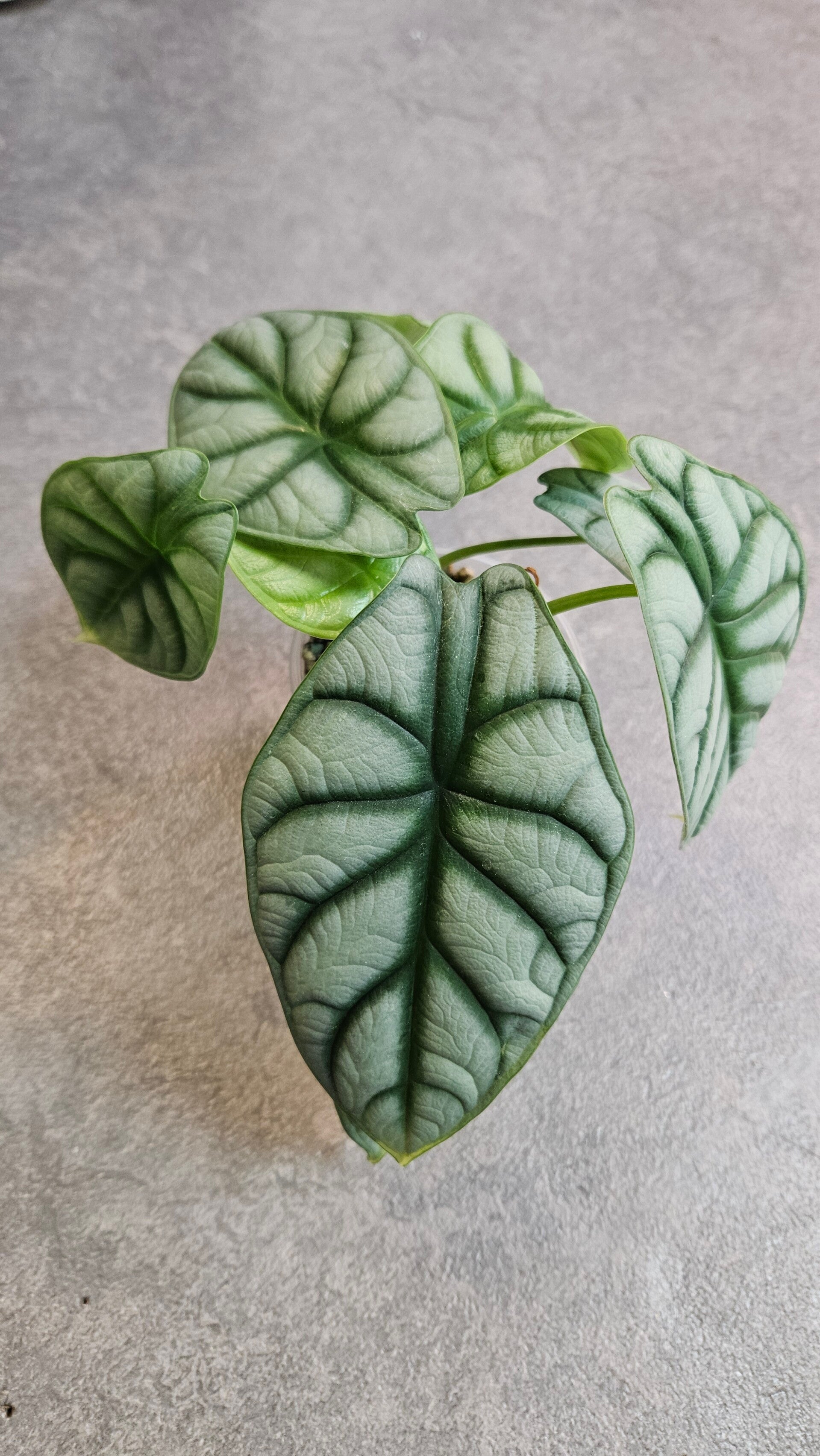 Alocasia Silver Dragon