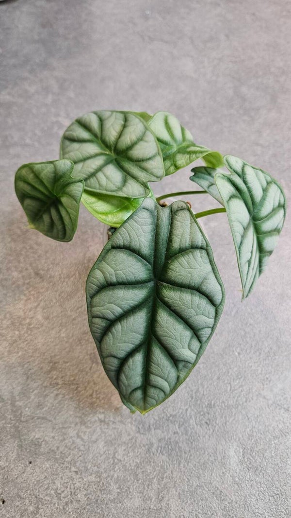 Alocasia Silver Dragon