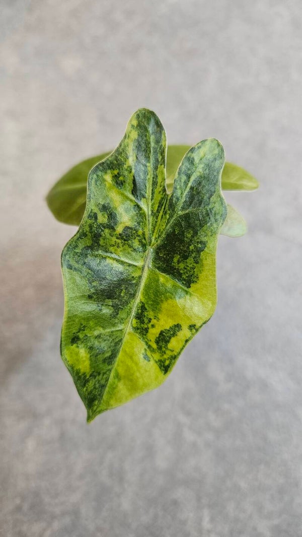 Alocasia Pseudo Sanderiana Variegata