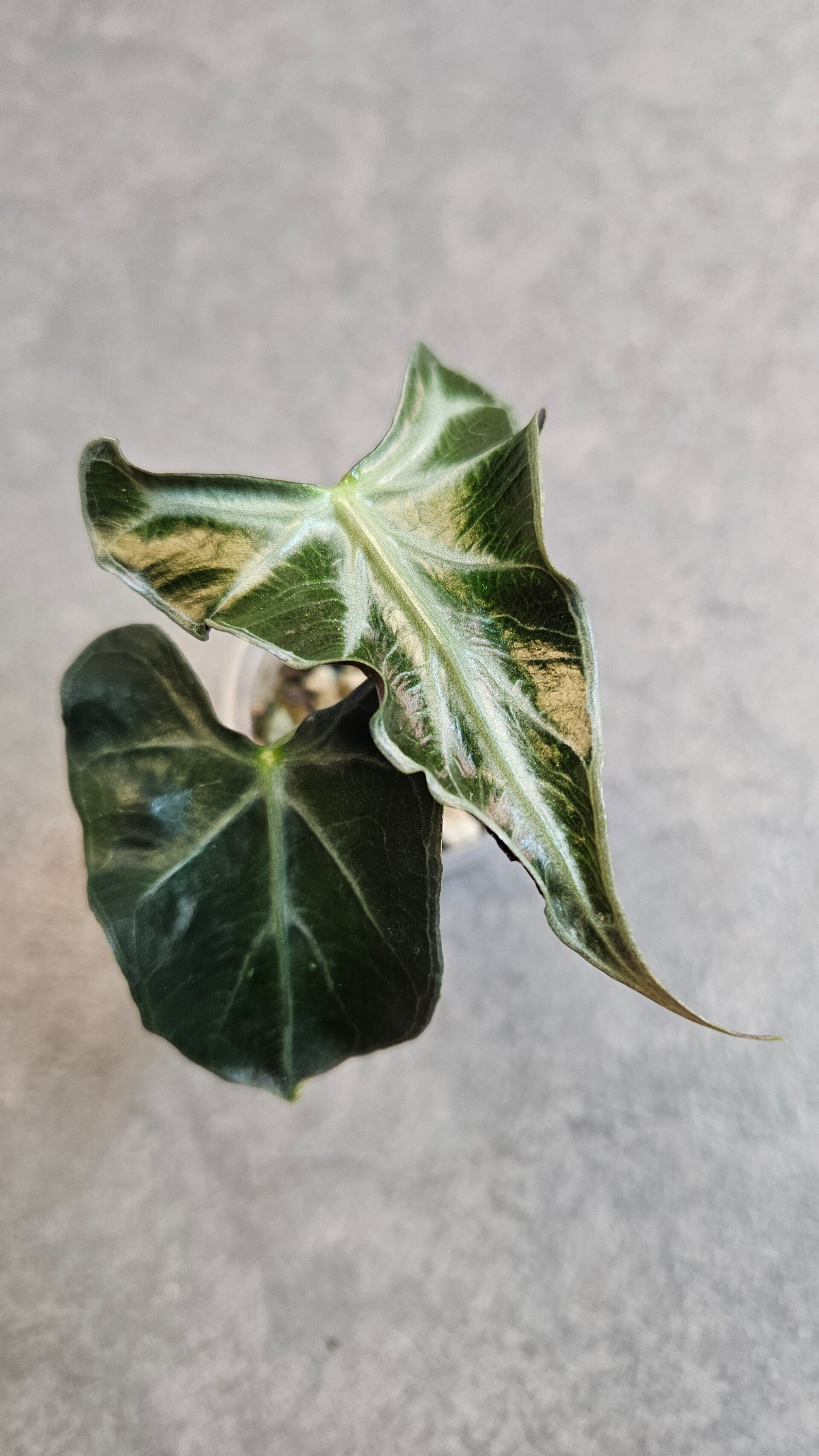 Alocasia Loco