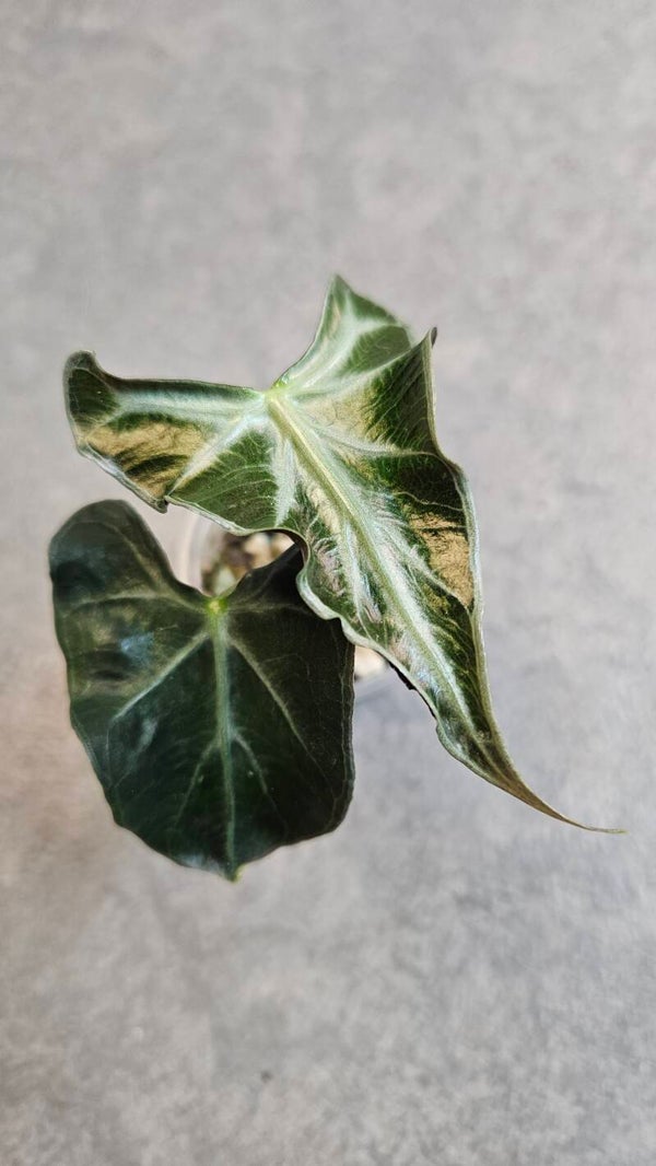 Alocasia Loco