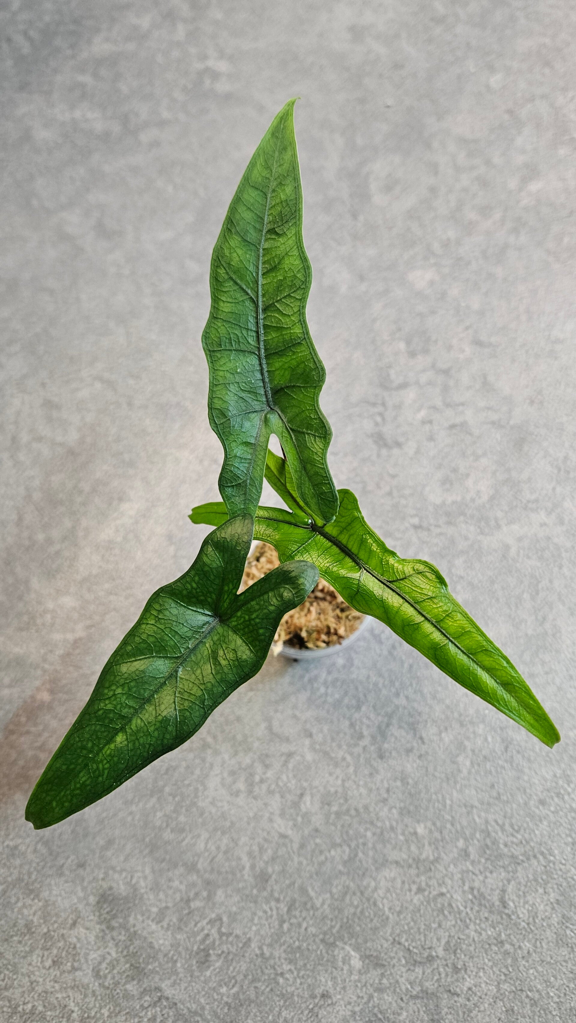Alocasia Sabrina Narrow