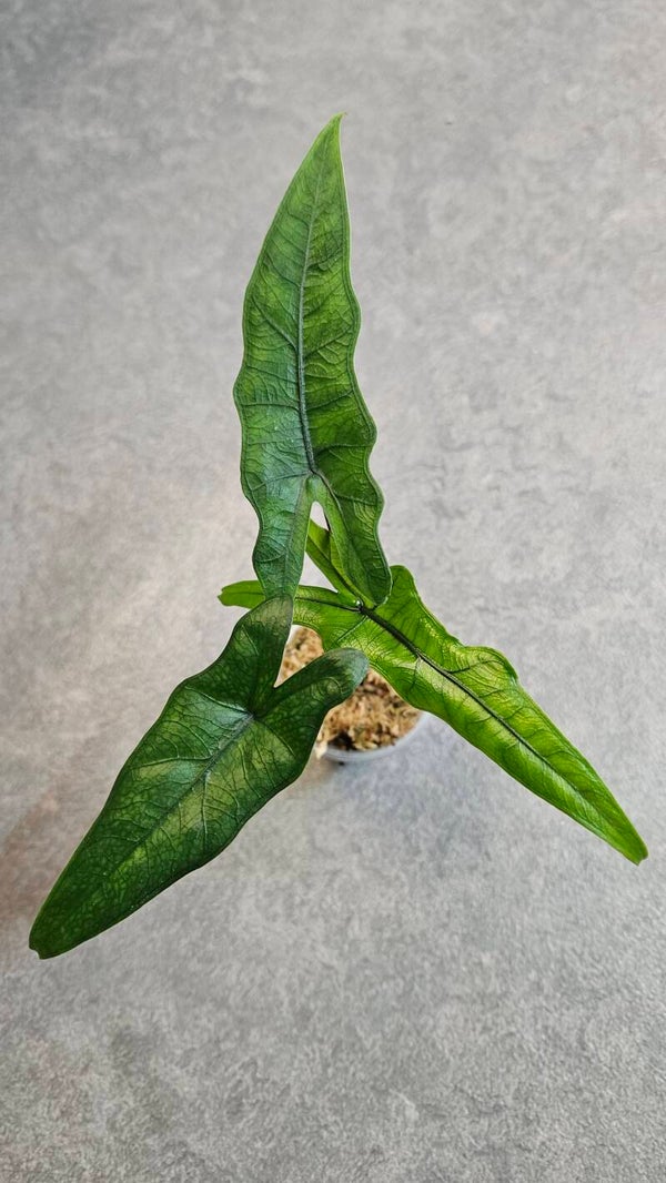 Alocasia Sabrina Narrow