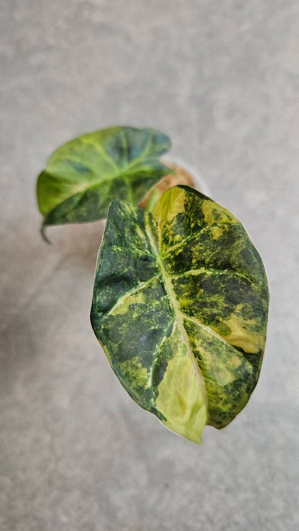Alocasia Regal Shield Aurea/Gold Variegata