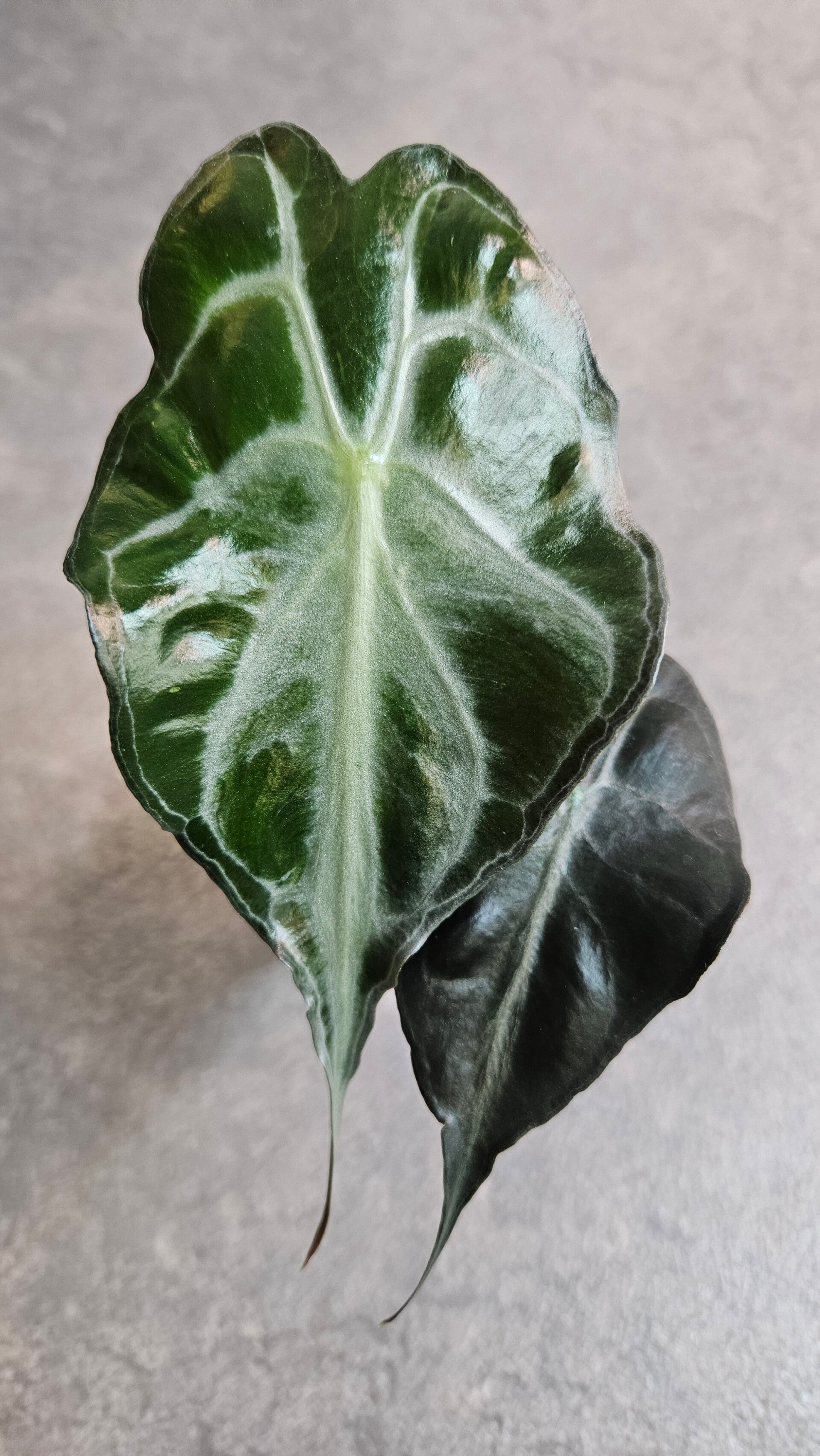 Alocasia Venom