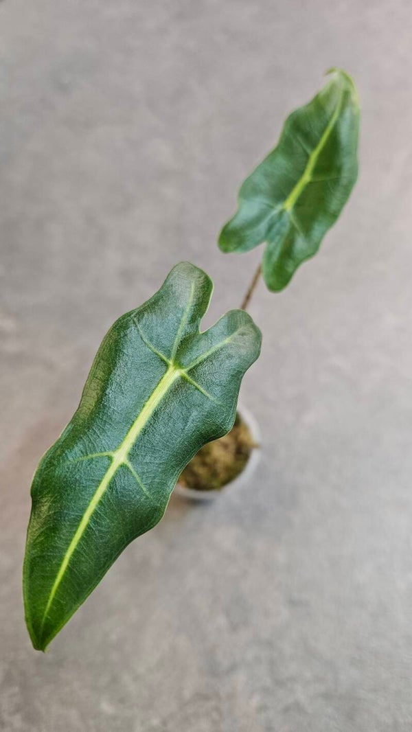 Alocasia Sarian