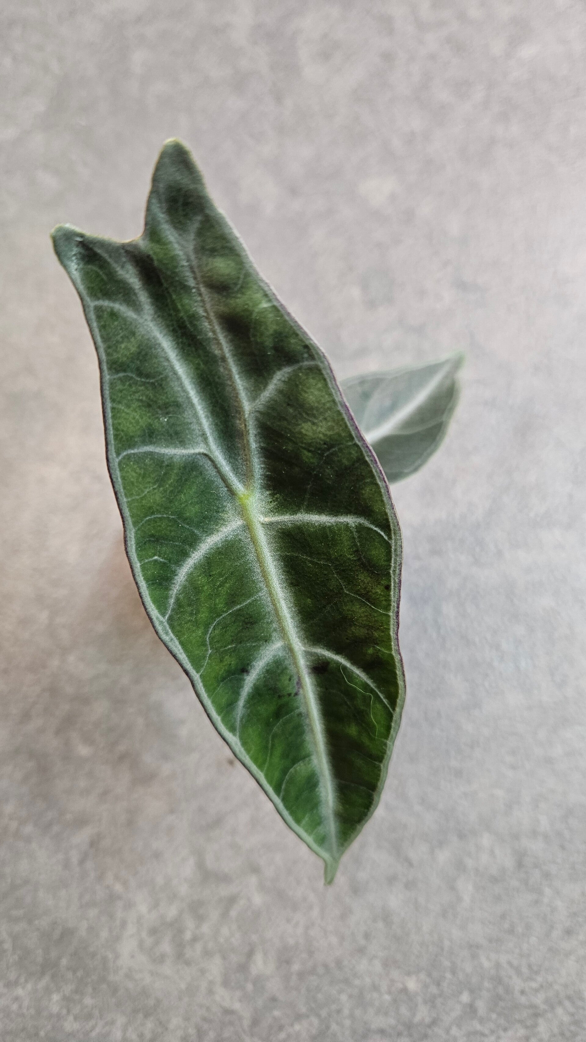 Alocasia Longiloba Purple