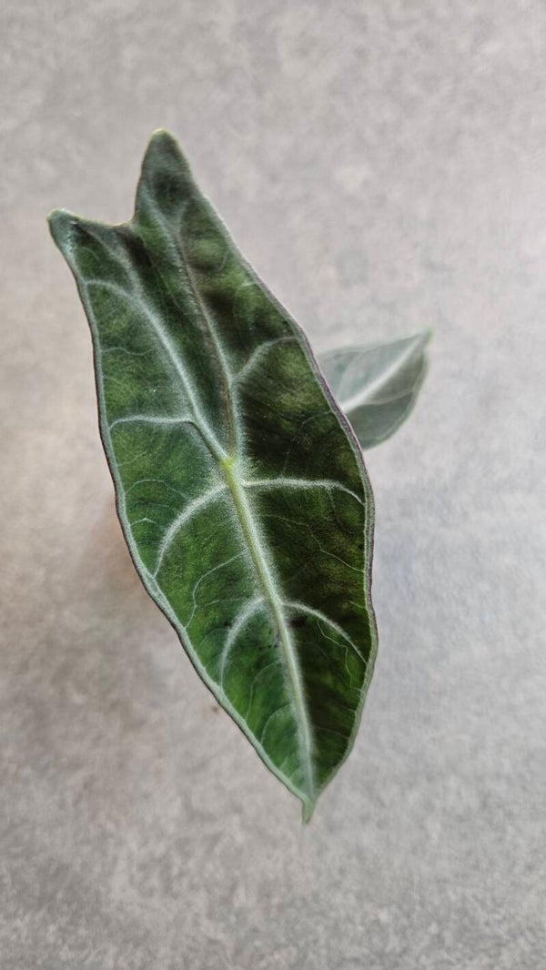 Alocasia Longiloba Purple