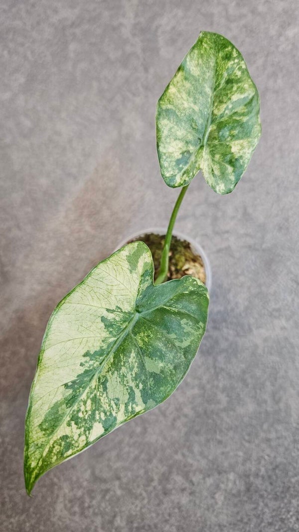 Alocasia Gageana Albo/Aurea Variegata