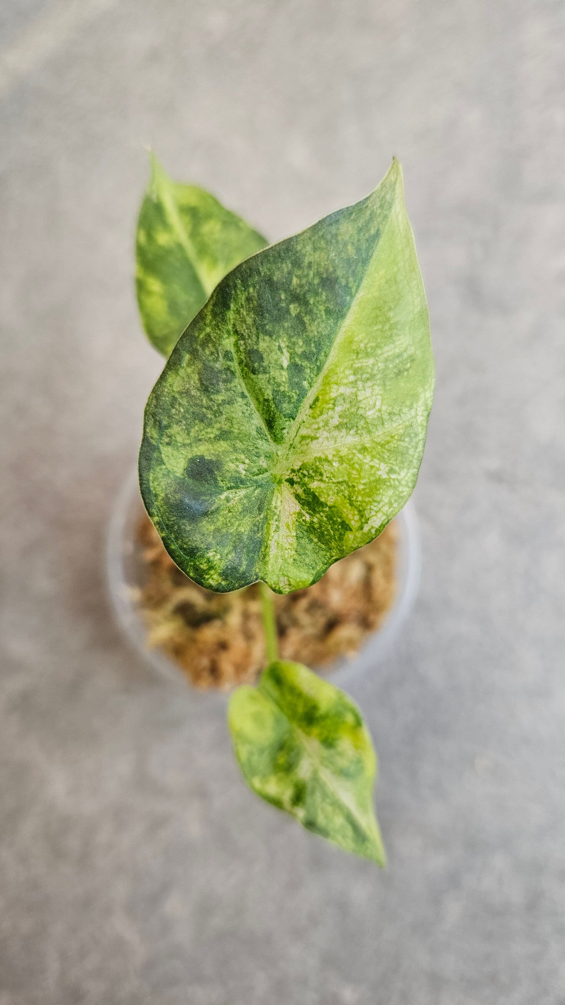 Alocasia Regal Shield Aurea/Gold Variegata