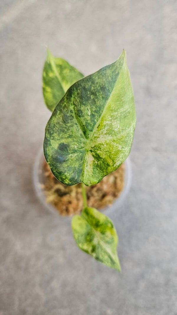 Alocasia Regal Shield Aurea/Gold Variegata
