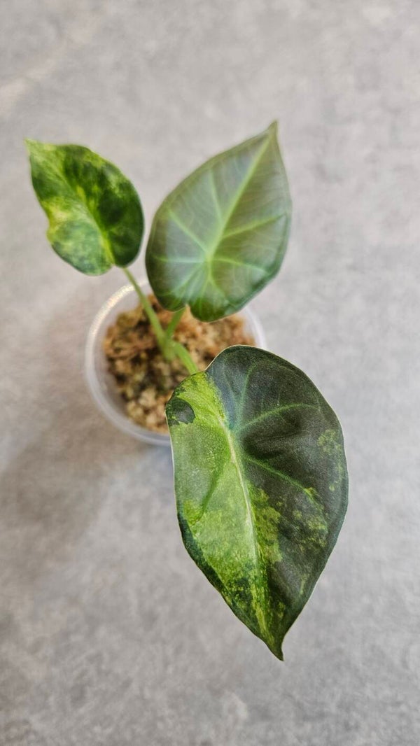 Alocasia Regal Shield Aurea/Gold/GoG Variegata