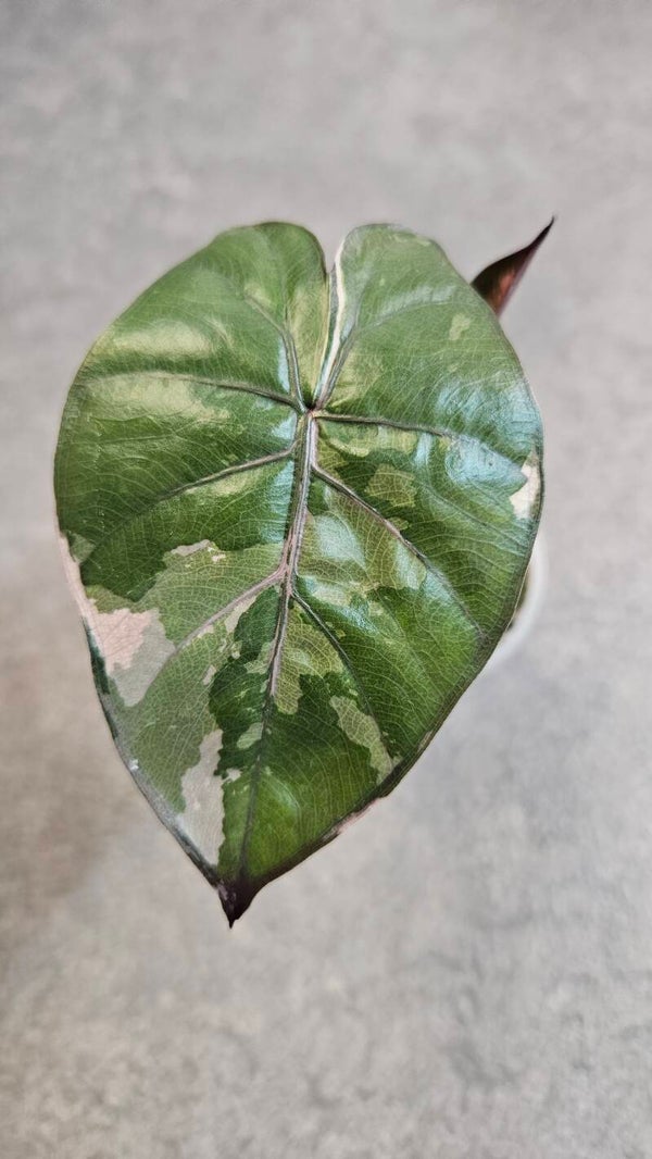 Alocasia Serendipity Pink Variegata