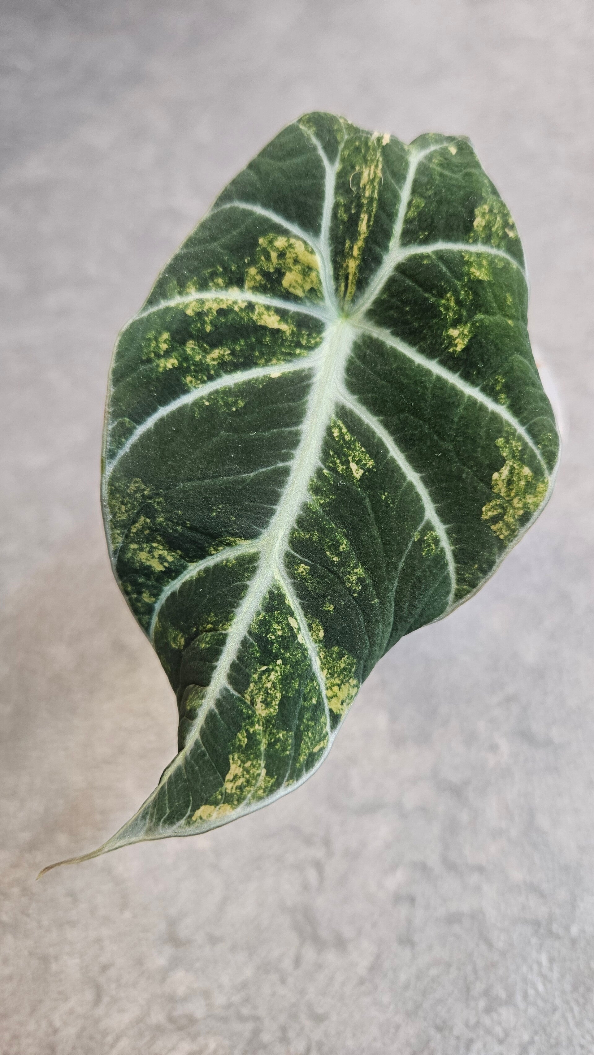 Alocasia Black Velvet Gold Variegata