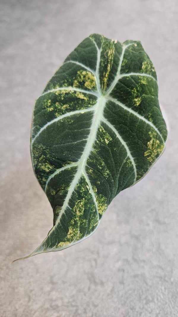 Alocasia Black Velvet Gold Variegata