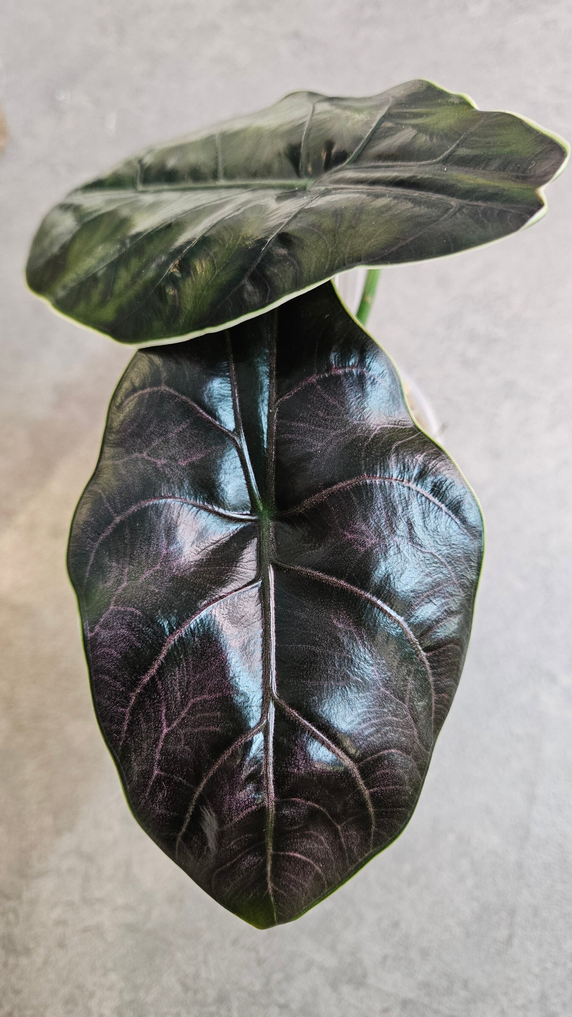 Alocasia Azlanii (ntk)