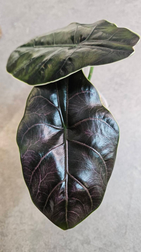 Alocasia Azlanii (ntk)