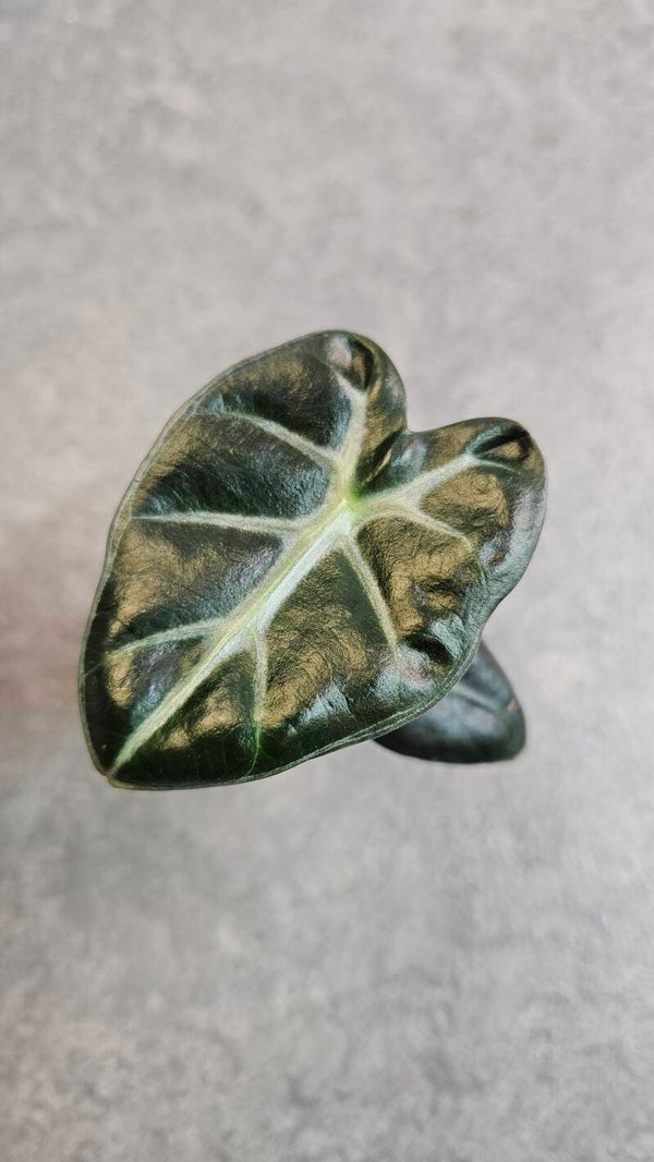 Alocasia Balloon Heart